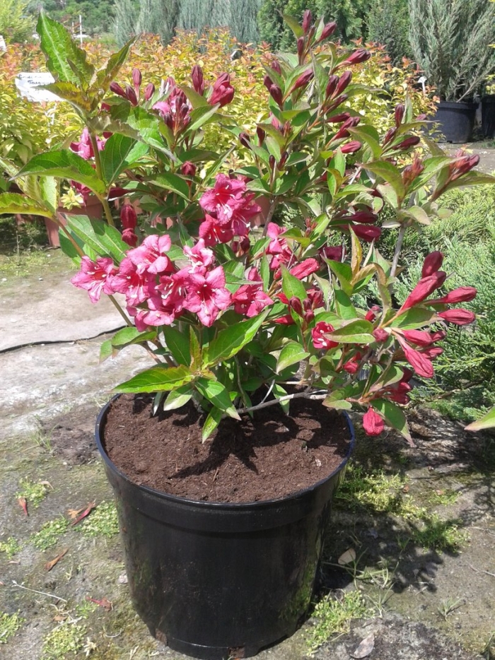 Вейгела ева ратке