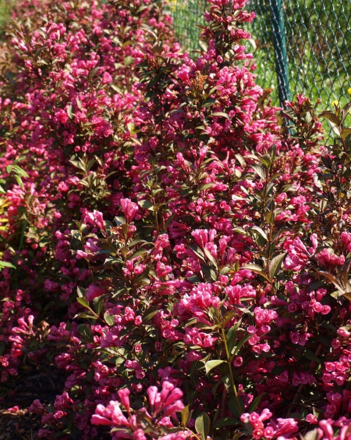 Вейгела виктория