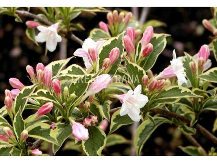 Вейгела цветущая нана вариегата