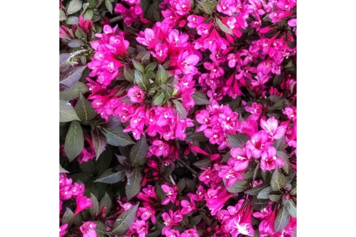 Вейгела цветущая александра