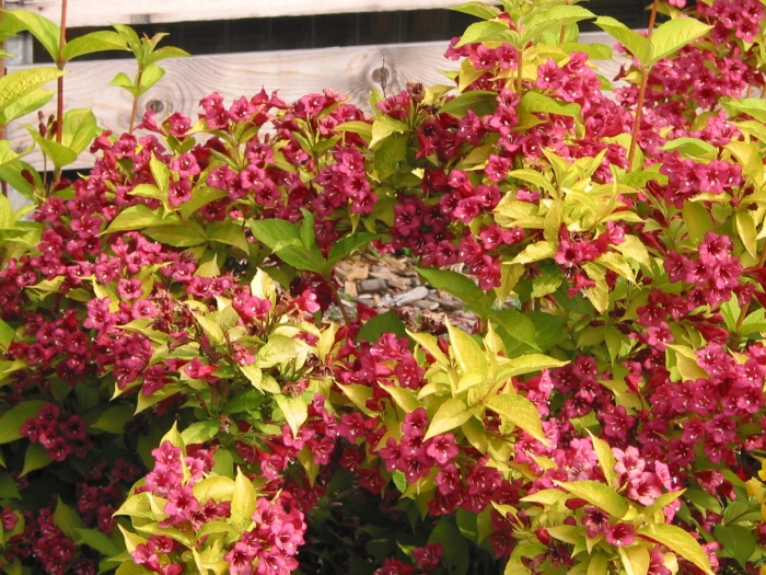 Вейгела бриан рубидор