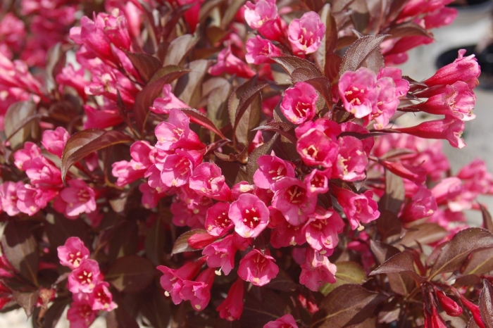 Вейгела цветущая alexandra (александра)