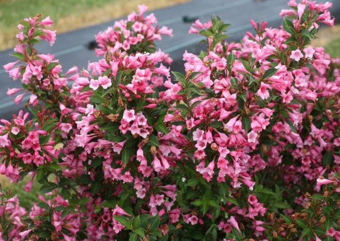 Вейгела цветущая (weigela florida)