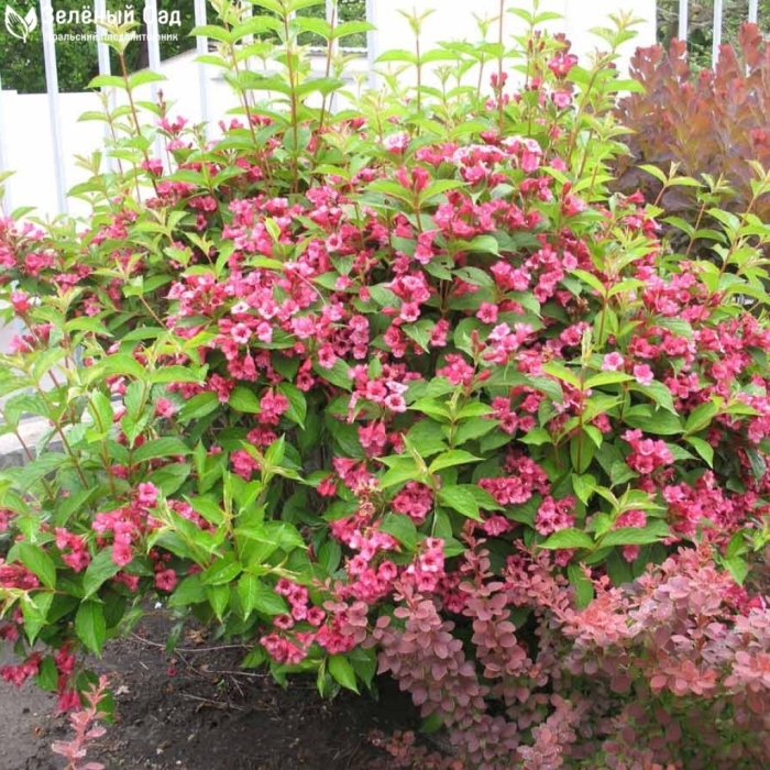 Вейгела ева ратке куст