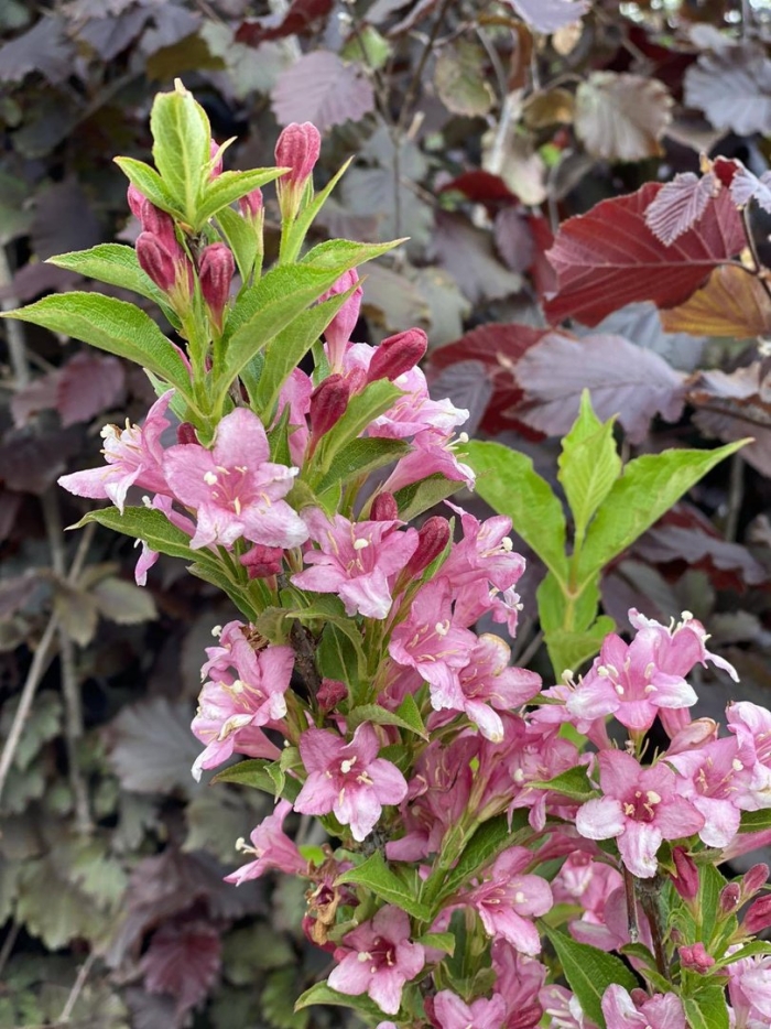 Вейгела bouquet rose
