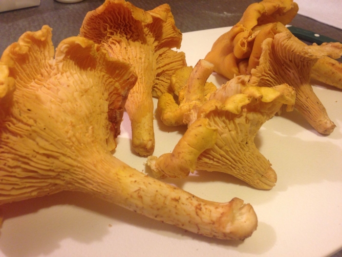 Лисичка гриб