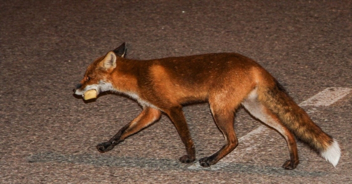 Животное лиса