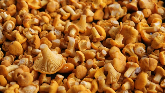 Съедобные грибы лисички