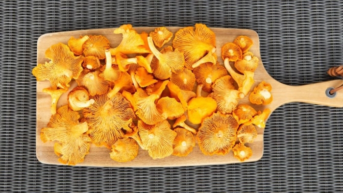 Гриб лисичка едят сырым