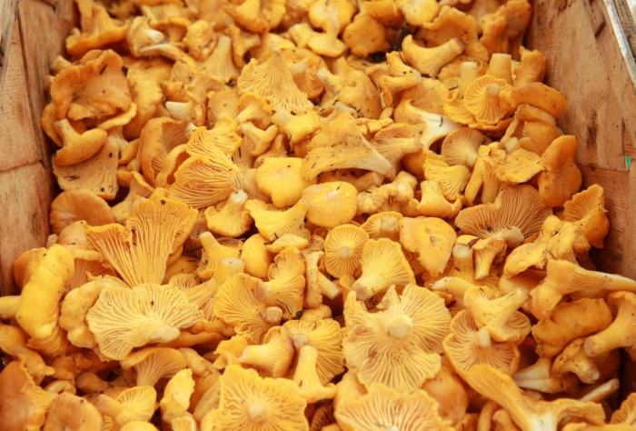 Хранение грибов