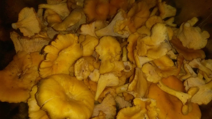 Грибы лисички вареные