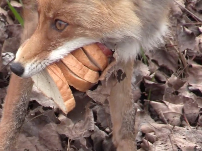 Кто может съесть лису