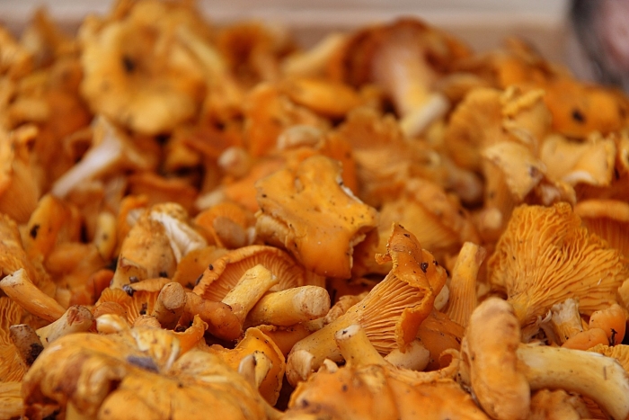 2 лисички грибы