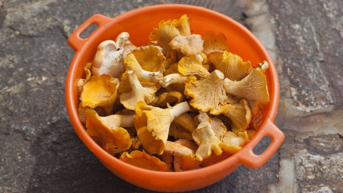 Грибы лисичка горбатая