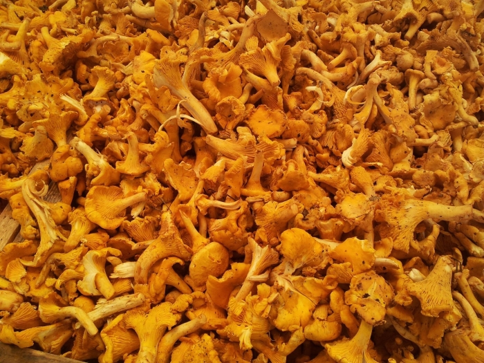 Лисички сушеные