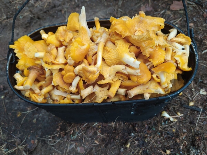 Лисички грибы рецепты