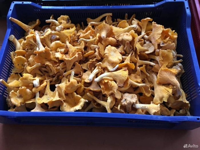 Гриб лисичка