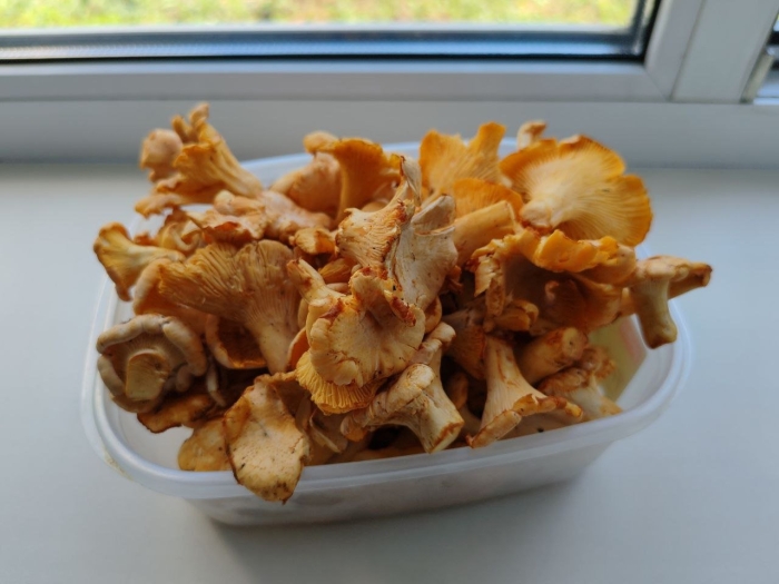 Съедобные грибы лисички