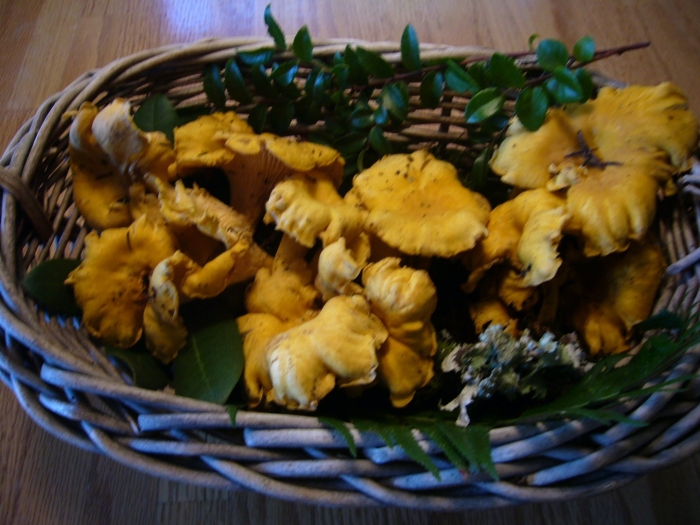 Лисичка ложная гриб