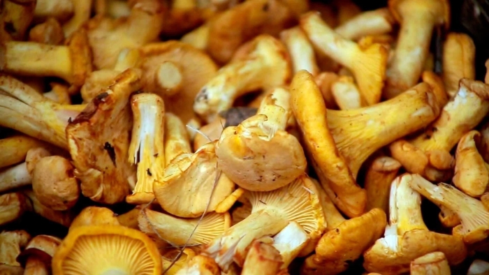 Гриб лисичка