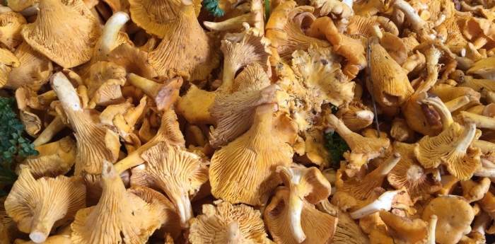 Принимаю грибы лисички