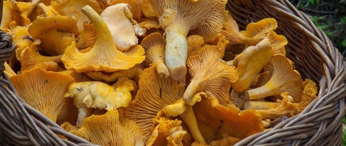 3 лисички грибы