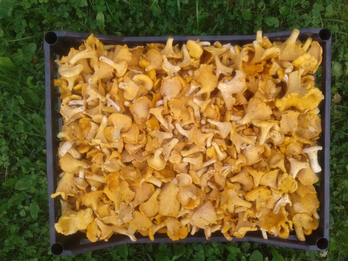 Грибы лисички в ящике