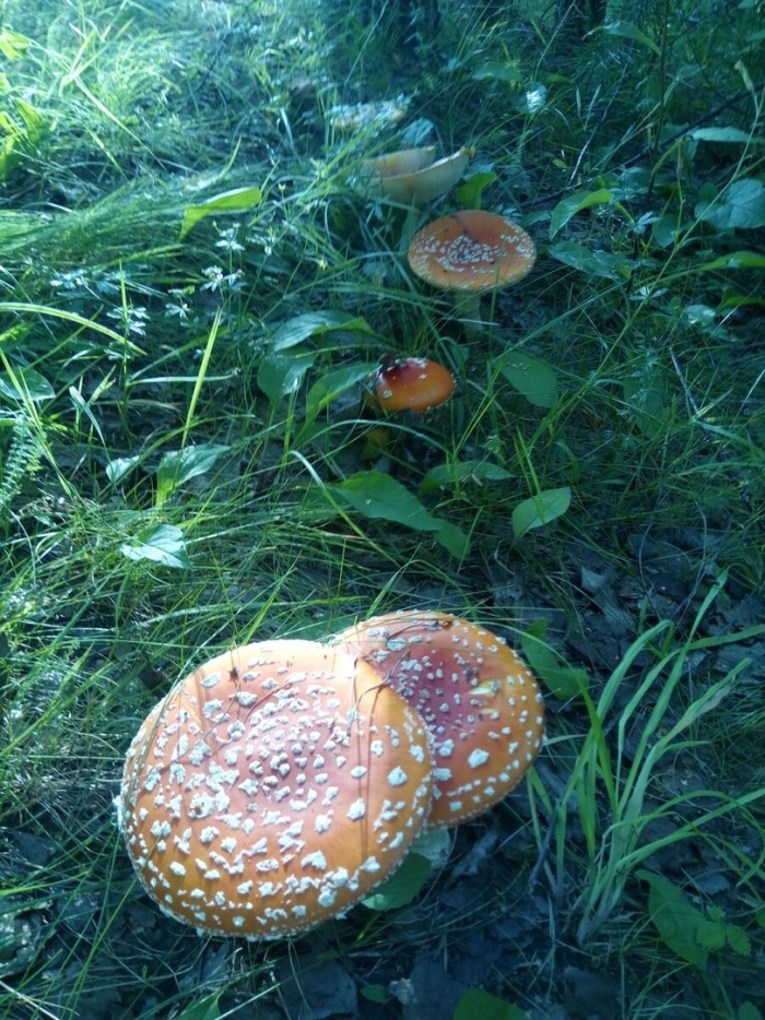 Мухомор красный