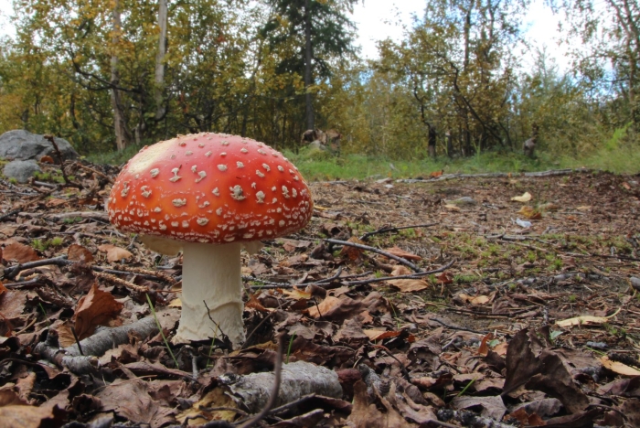 Старый мухомор