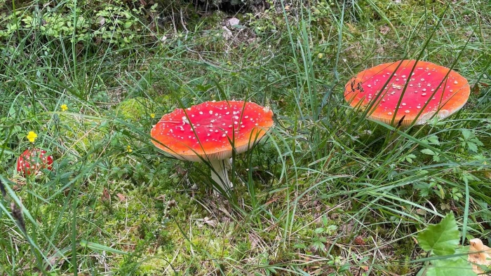 Несъедобные грибы