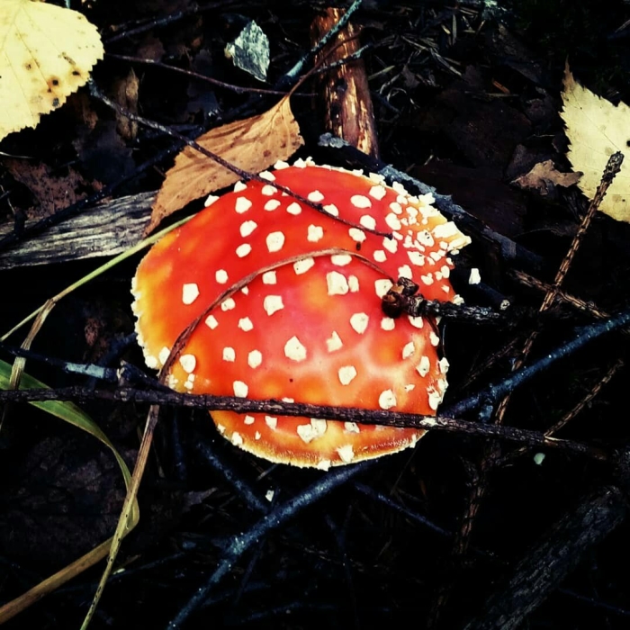 Красный мухомор