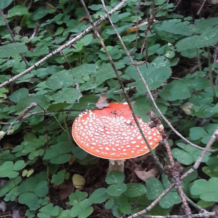 Мухомор красный ядовитый гриб