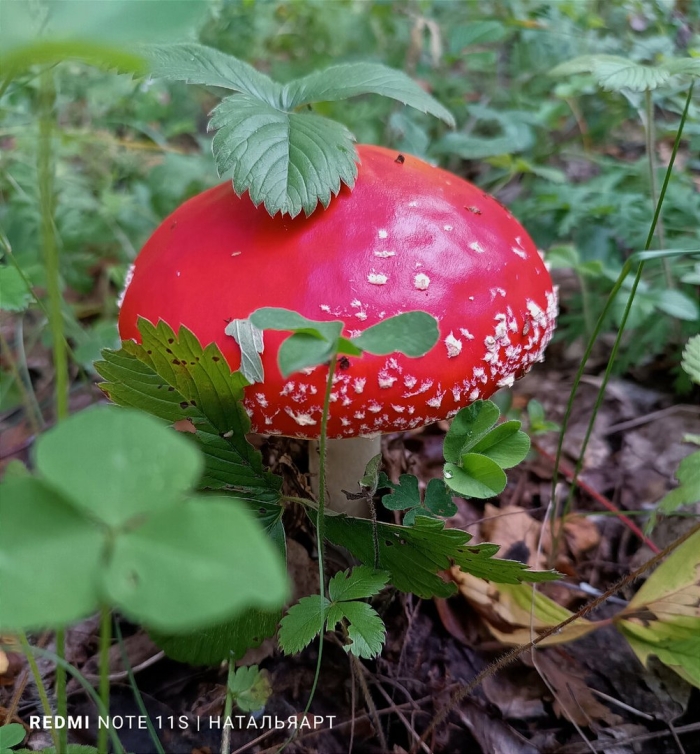 Мухомор ядовитый