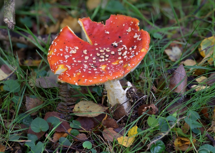 Мухомор красный сибирский