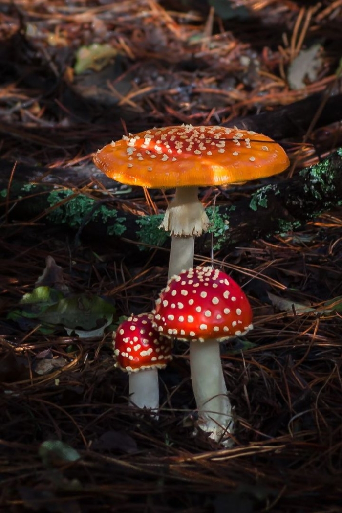 Аманита мускария шаман