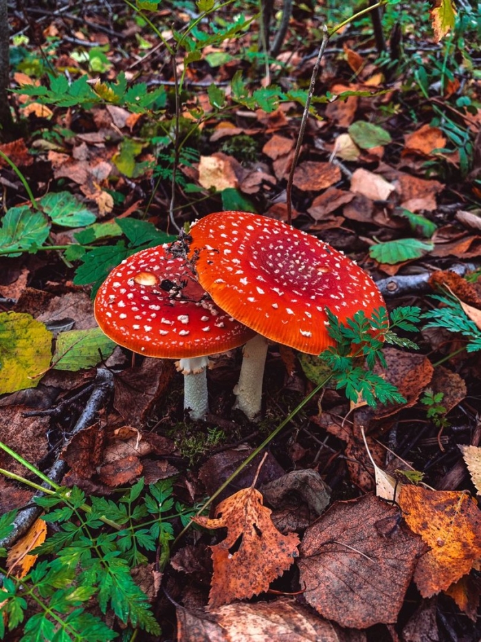 Мухомор аманита