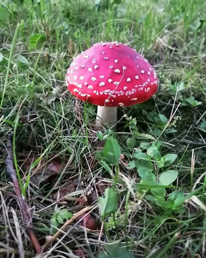 Agaricus muscarius — красный мухомор