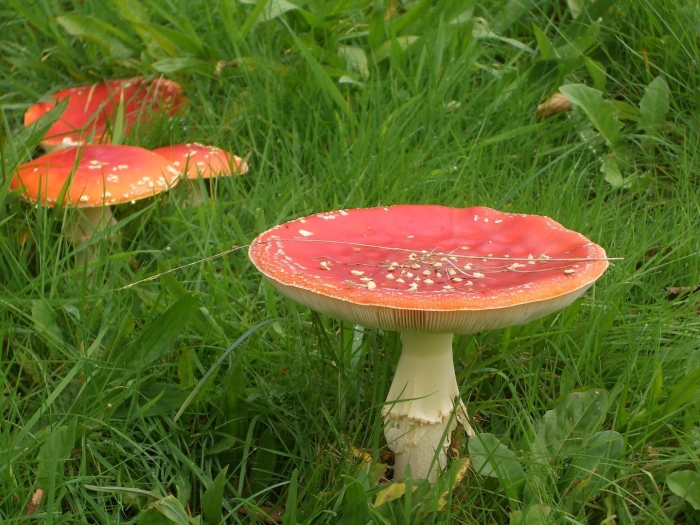 Зеленый мухомор