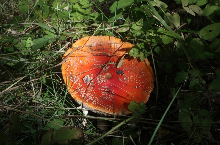 Мухомор гриб