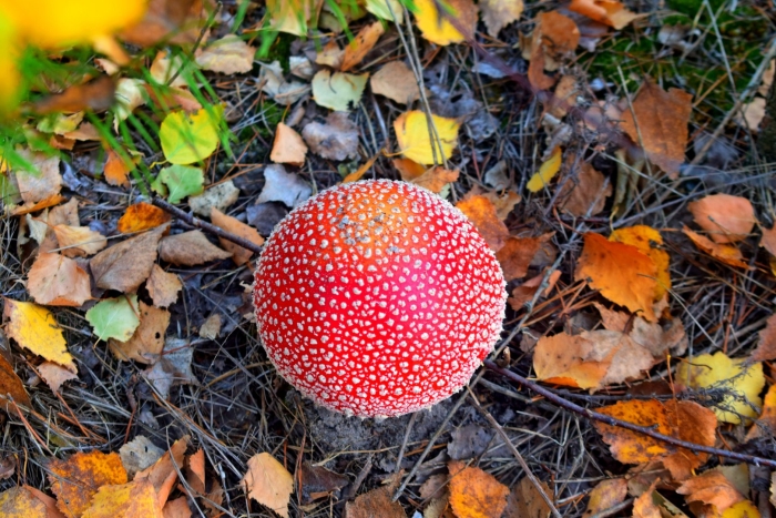 Сухой мухомор красный amanita muscaria