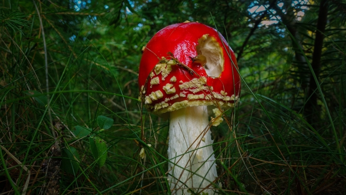 Мухомор amanita muscaria