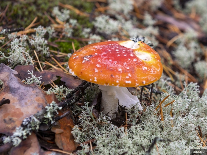 Машина в челябинске с рекламой мухомора