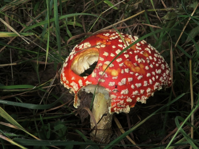 Поганка мухоморовна