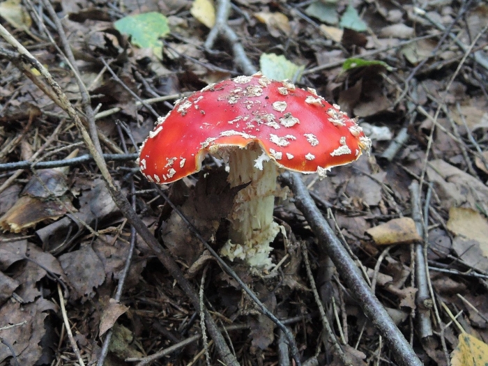 Мухомор поганковидный