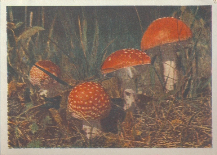 Ядовитые грибы 2 класс окружающий мир