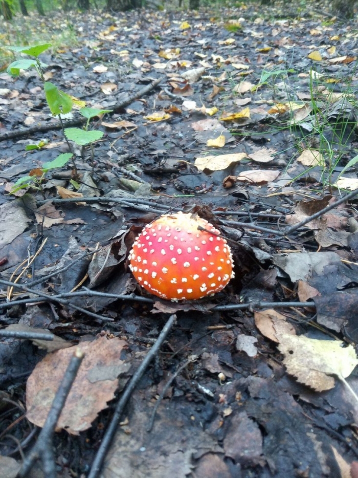 Мухомор красный гриб