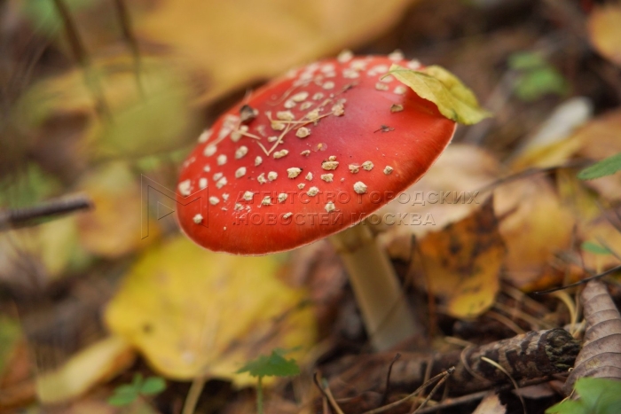 Мухомор пантерный и красный