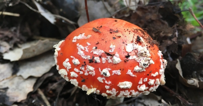 Отравление мухомором