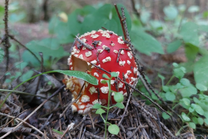 Ядовитые грибы