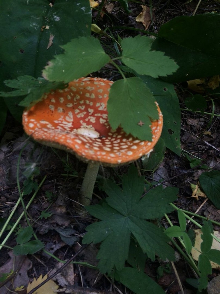 Amanita muscaria